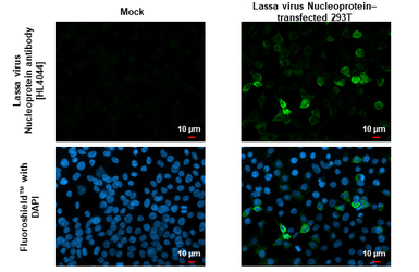 Anti-Lassa virus Nucleoprotein antibody [HL4044] used in Immunocytochemistry/ Immunofluorescence (ICC/IF). GTX642459
